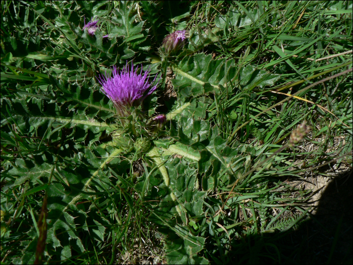 Cirsium acaule Scop.