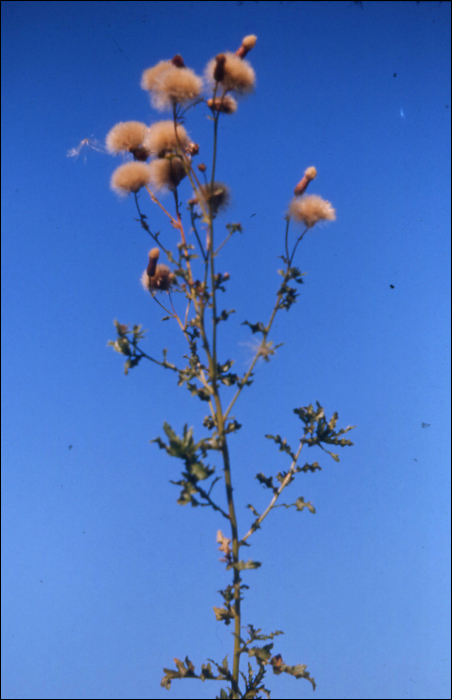 Cirsium arvense Scop.