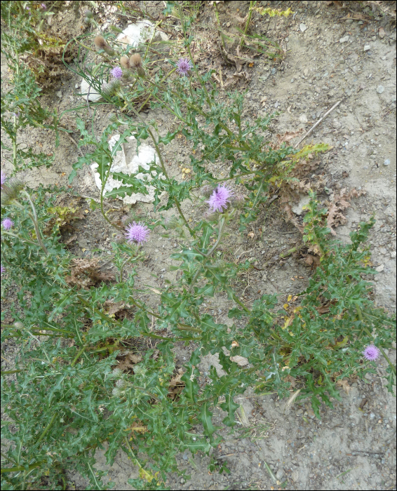 Cirsium arvense Scop.