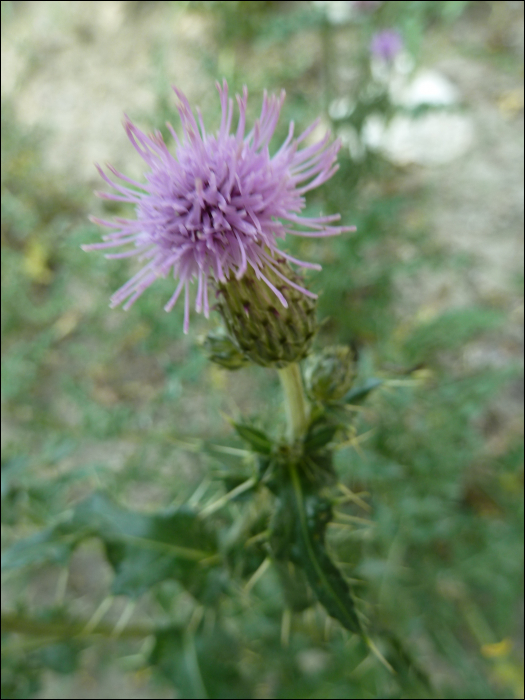 Cirsium arvense Scop.