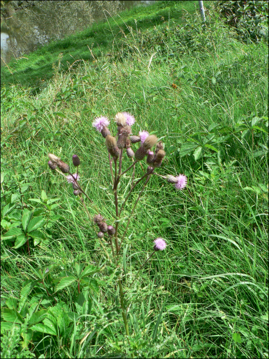 Cirsium arvense Scop.