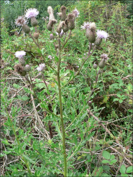 Cirsium arvense Scop.