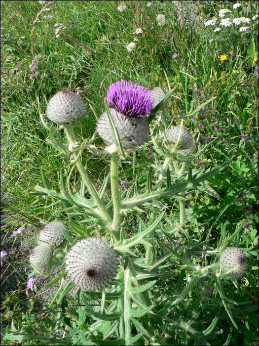 Cirsium eriophorum L.