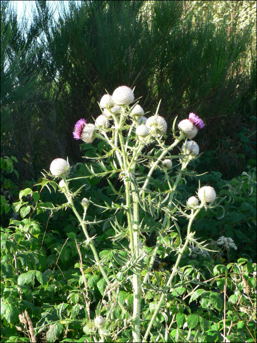 Cirsium eriophorum L.