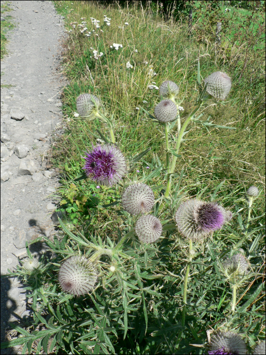 Cirsium eriophorum L.