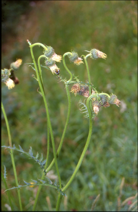 Cirsium erisithales Scop.