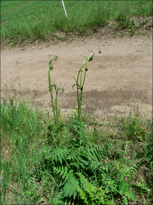 Cirsium erisithales Scop.