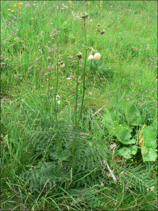 Cirsium erisithales Scop.