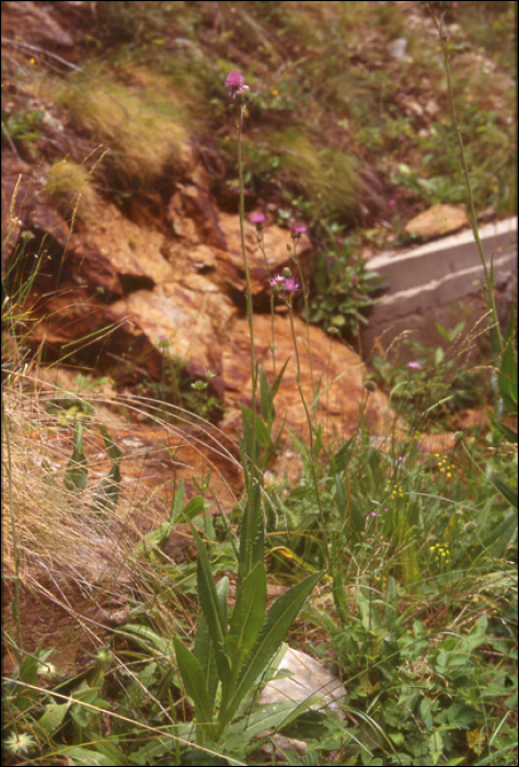 Cirsium monspessulanum (L.)