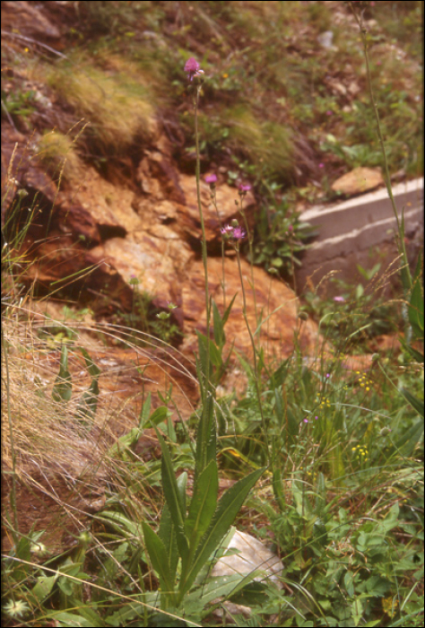 Cirsium monspessulanum (L.)