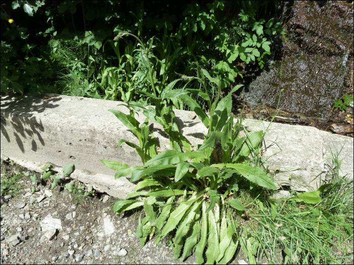 Cirsium monspessulanum (L.)