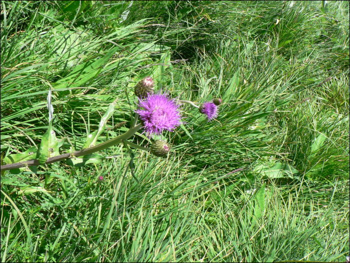 Cirsium monspessulanum (L.)