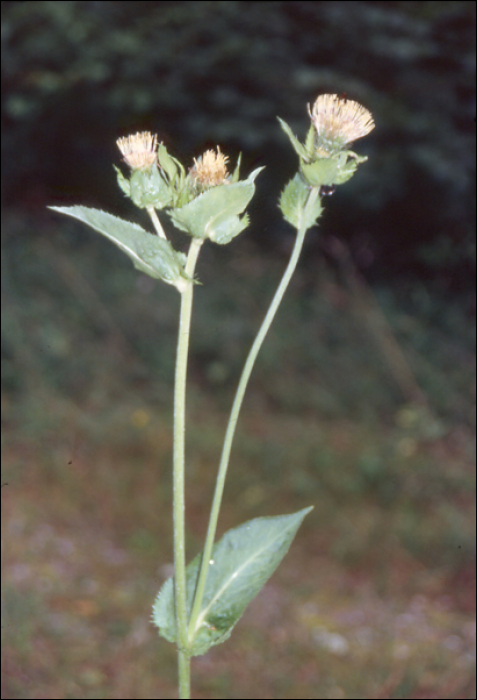 Cirsium oleraceum