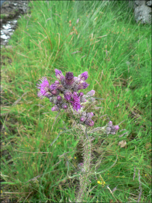 Cirsium palustre (L.)