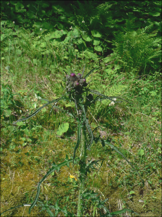 Cirsium palustre (L.)