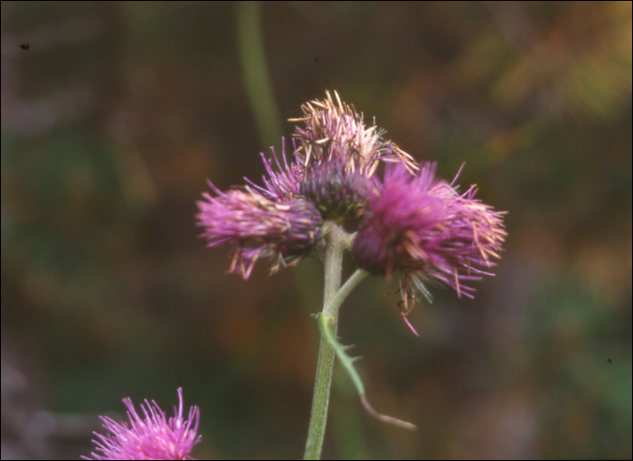 Cirsium rivulare (Jacq.)