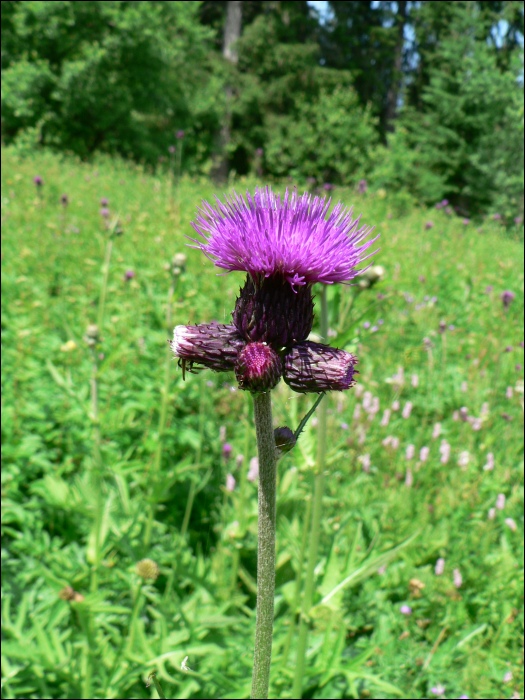 Cirsium rivulare (Jacq.)