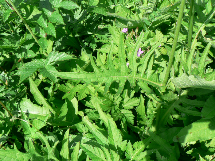 Cirsium rivulare (Jacq.)