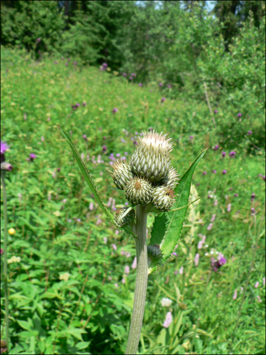 Cirsium rivulare (Jacq.)