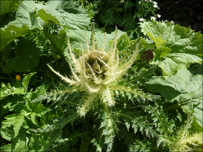 Cirsium spinosissimum (L.)