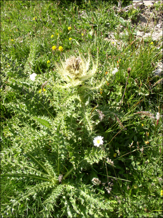 Cirsium spinosissimum (L.)