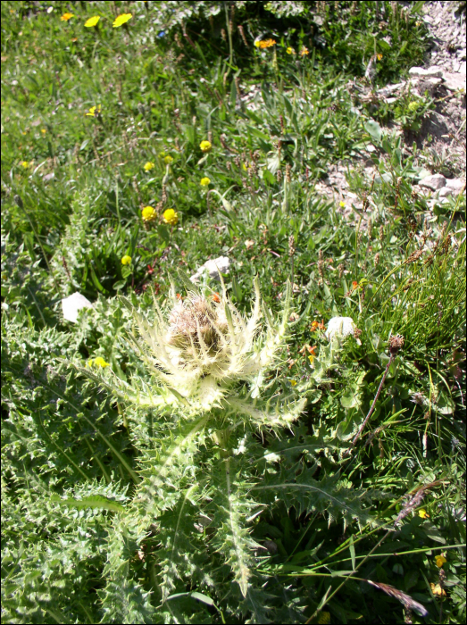 Cirsium spinosissimum (L.)