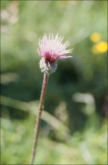 Cirsium tuberosum