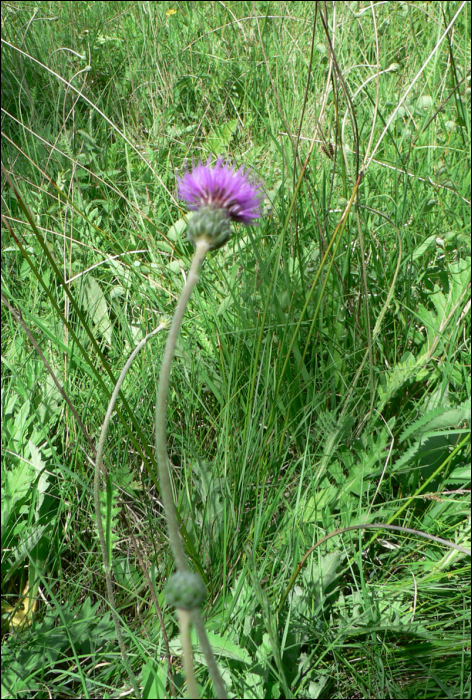 Cirsium tuberosum