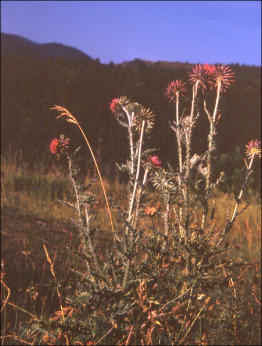Cirsium vulgare (Savi)