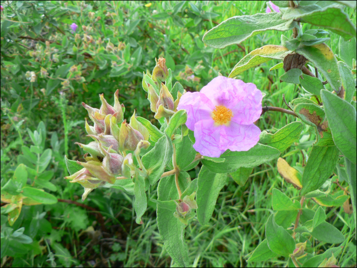 Cistus albidus L.