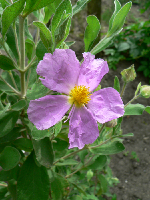 Cistus albidus L.