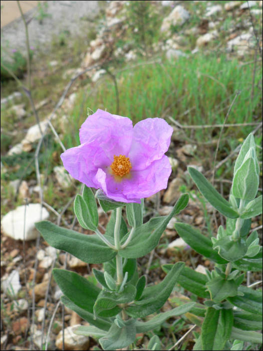 Cistus albidus L.