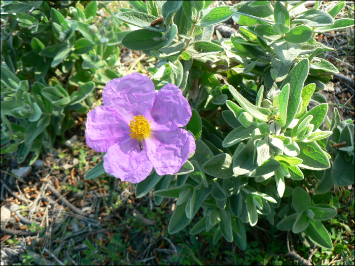 Cistus albidus L.