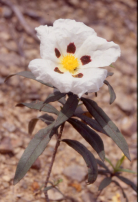 Cistus ladanifer