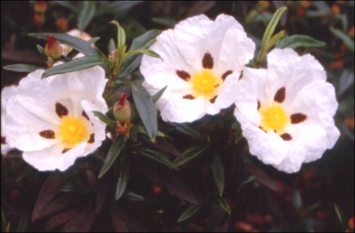 Cistus ladanifer