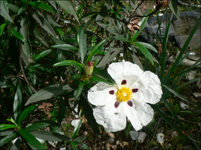 Cistus ladanifer