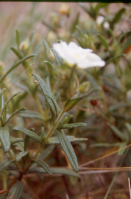 Cistus monspeliensis