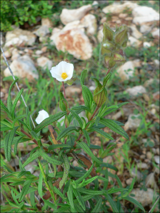 Cistus monspeliensis