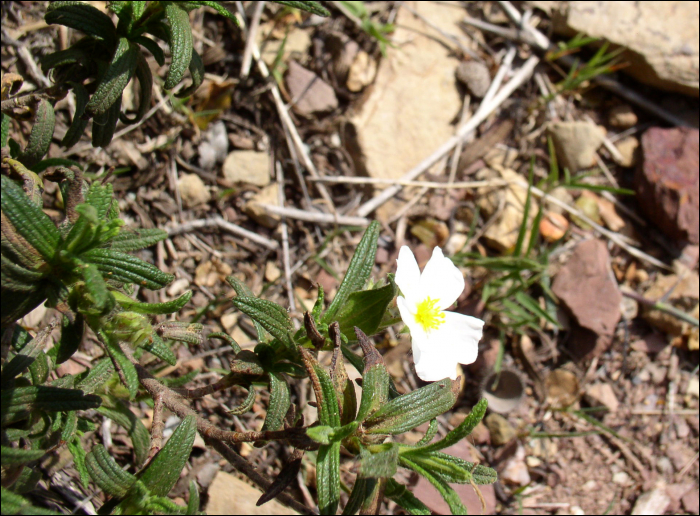 Cistus monspeliensis