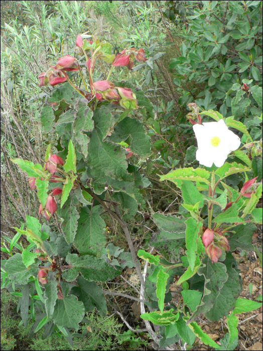 Cistus populifolius L.