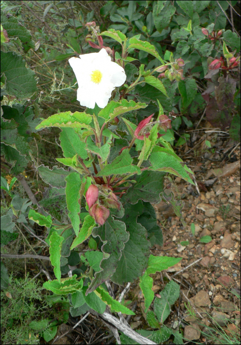 Cistus populifolius L.