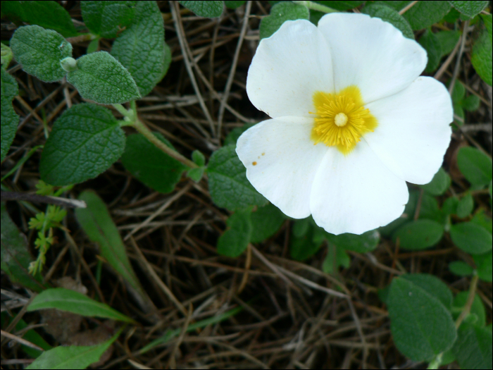 Cistus salvifolius L.