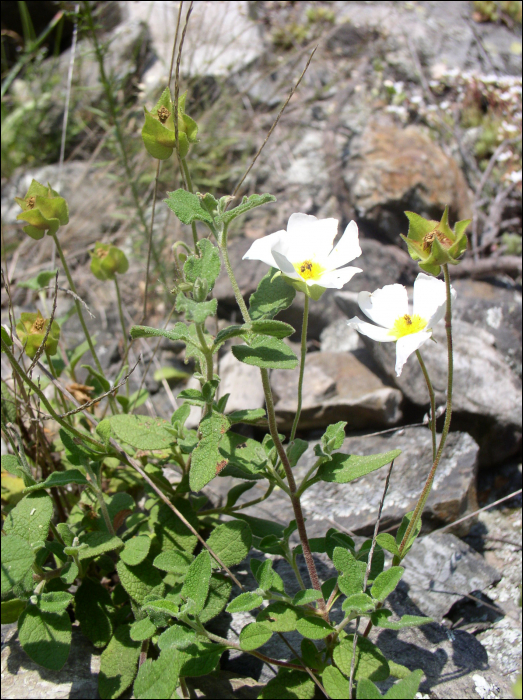 Cistus salvifolius L.