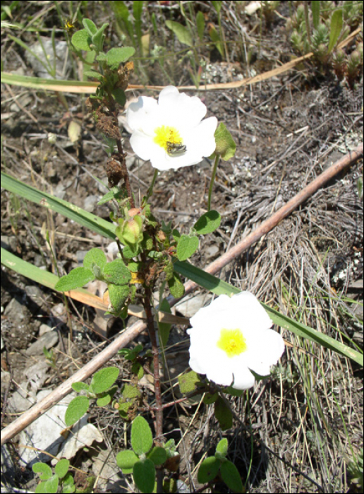 Cistus salvifolius L.