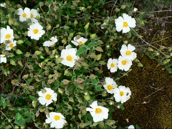 Cistus salvifolius L.