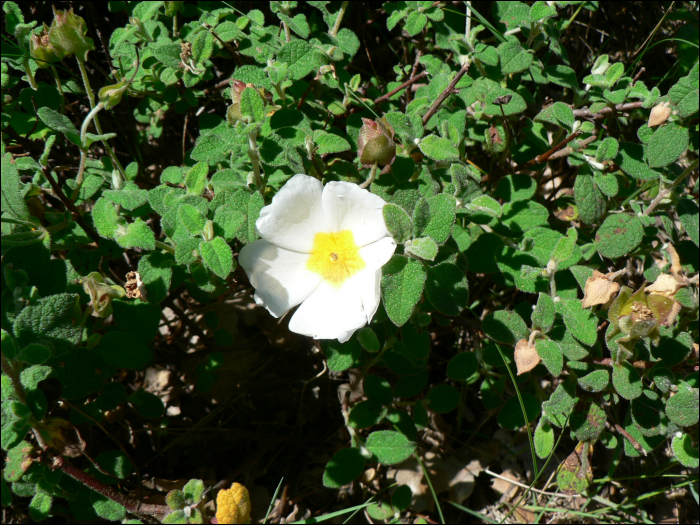 Cistus salvifolius L.