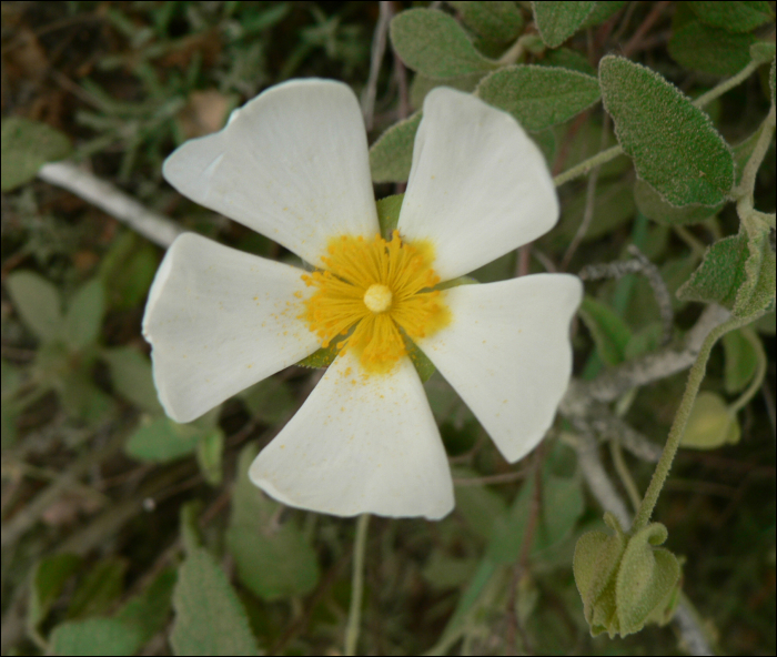 Cistus salvifolius L.