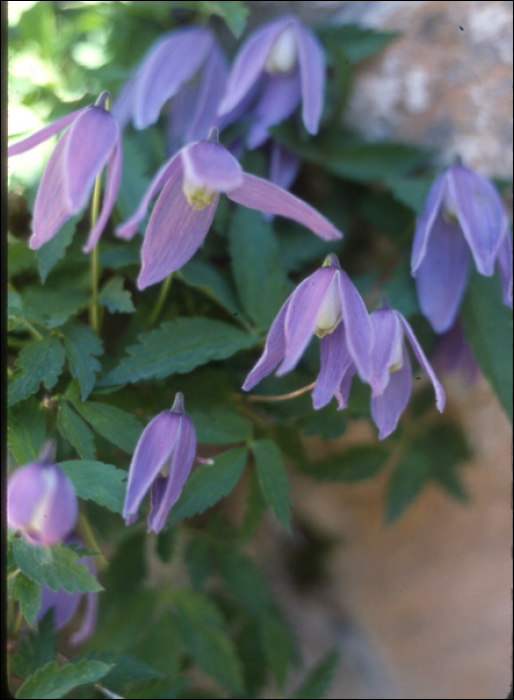 Clematitis alpina (L.)