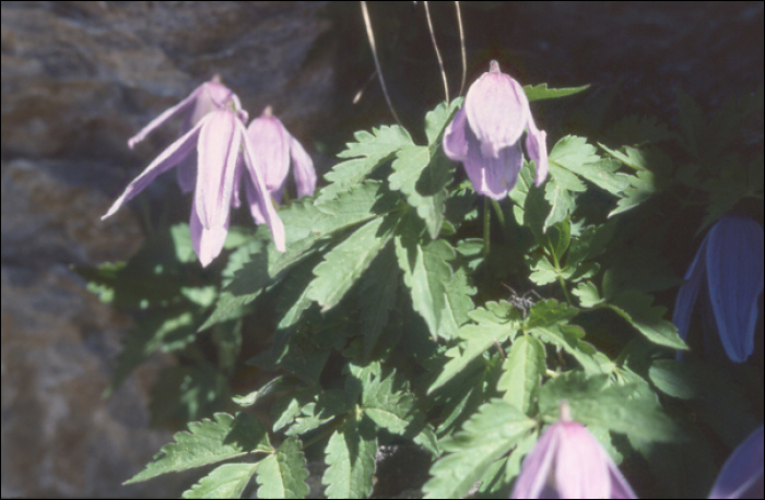 Clematitis alpina (L.)