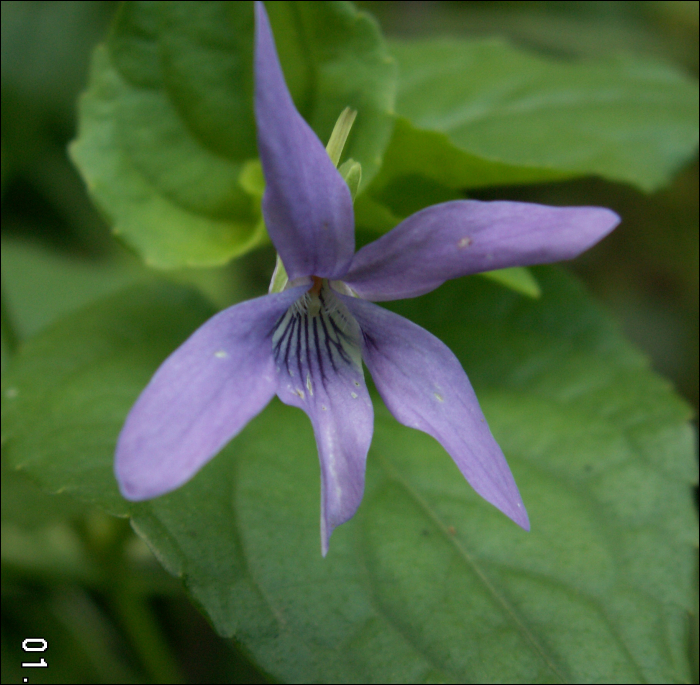 Clematitis alpina (L.)